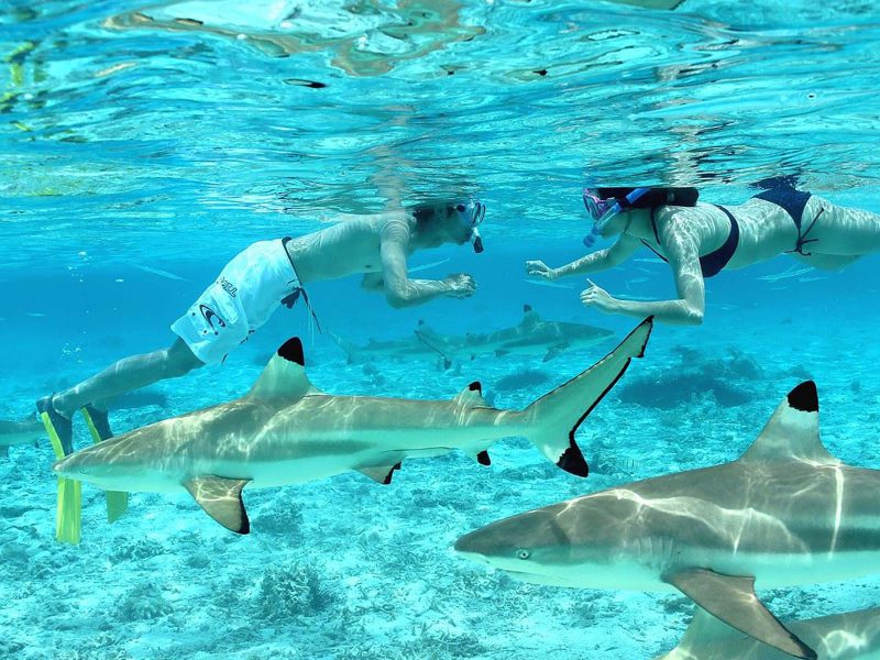 Shark & Ray Snorkeling Safari 10