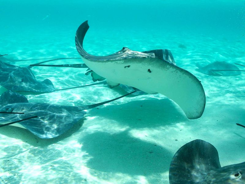 Shark & Ray Snorkeling Safari 9